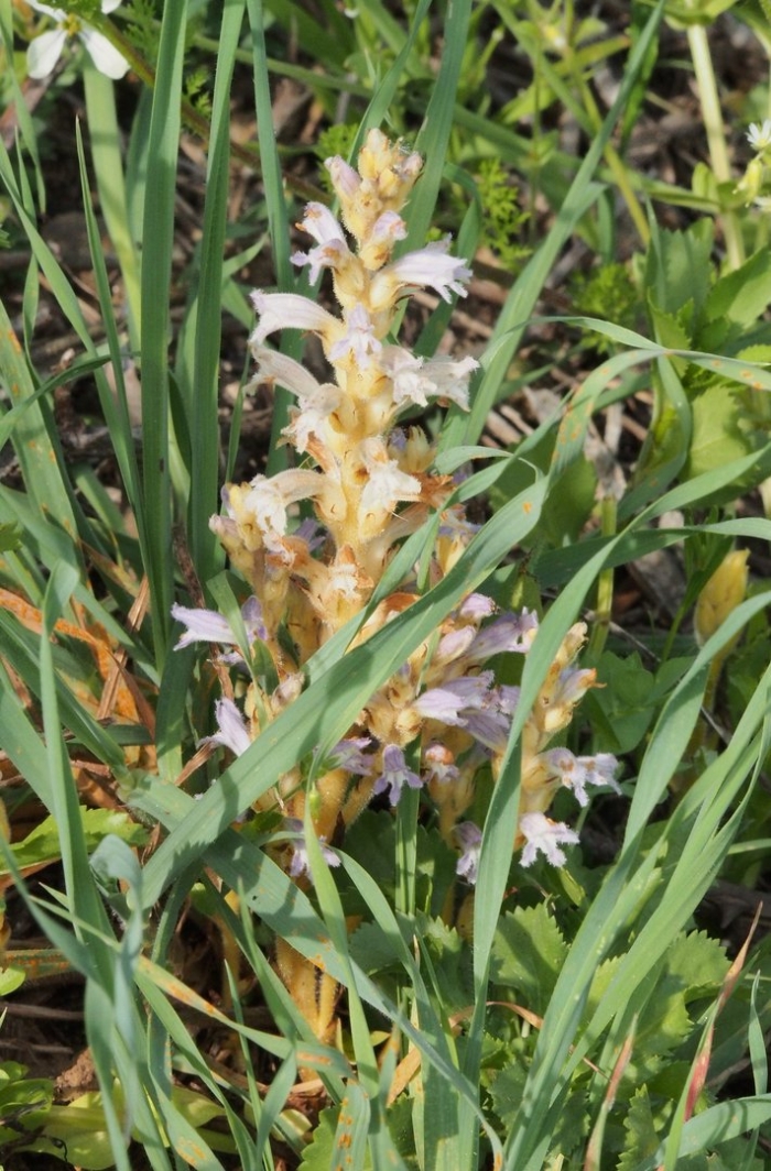 Orobanche ramosa