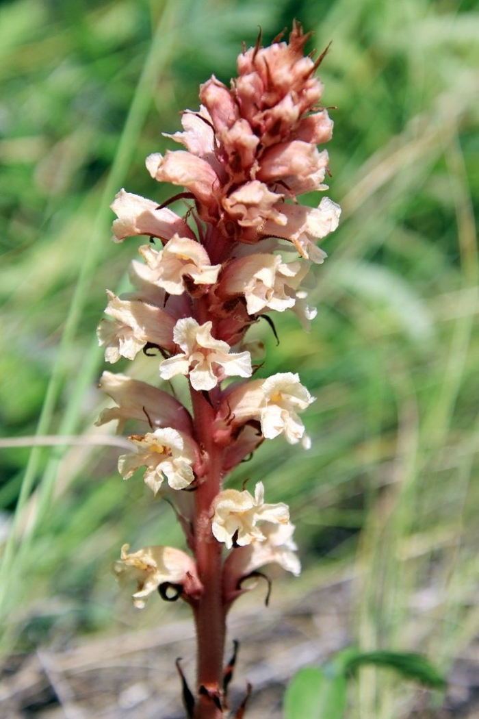 Orobanche alsatica