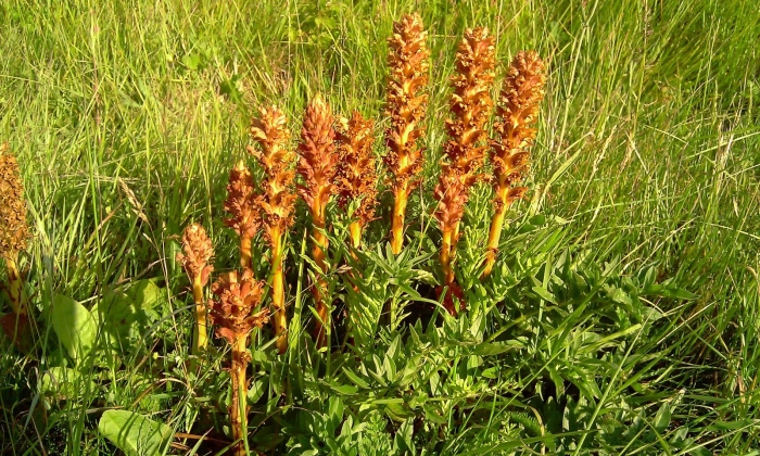 Заразиха египетская