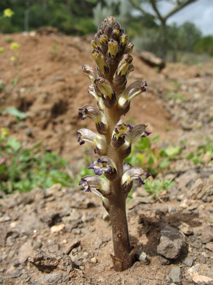 Orobanche reticulata