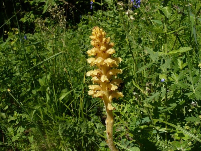 Заразиха orobanche