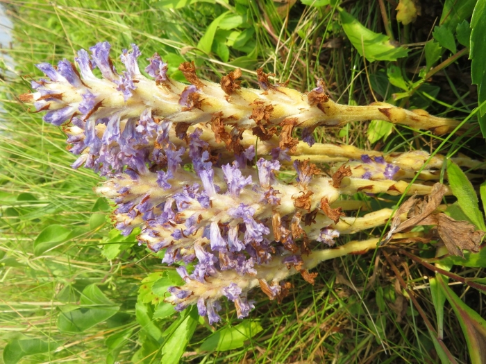 Заразиха растение паразит