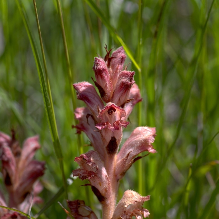 Orobanche krylovii