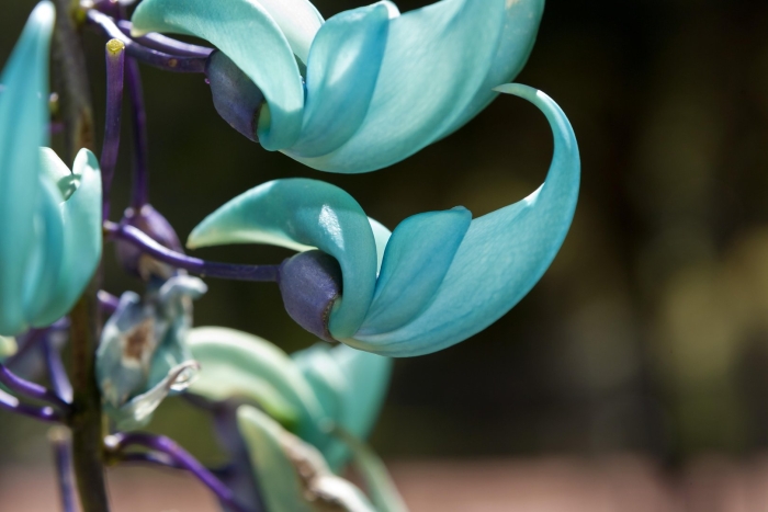 Стронгилодон крупнокистевой