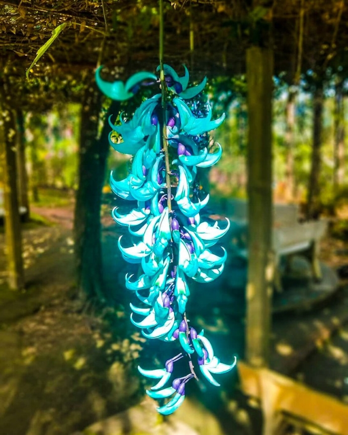 Стронгилодон крупнокистевой