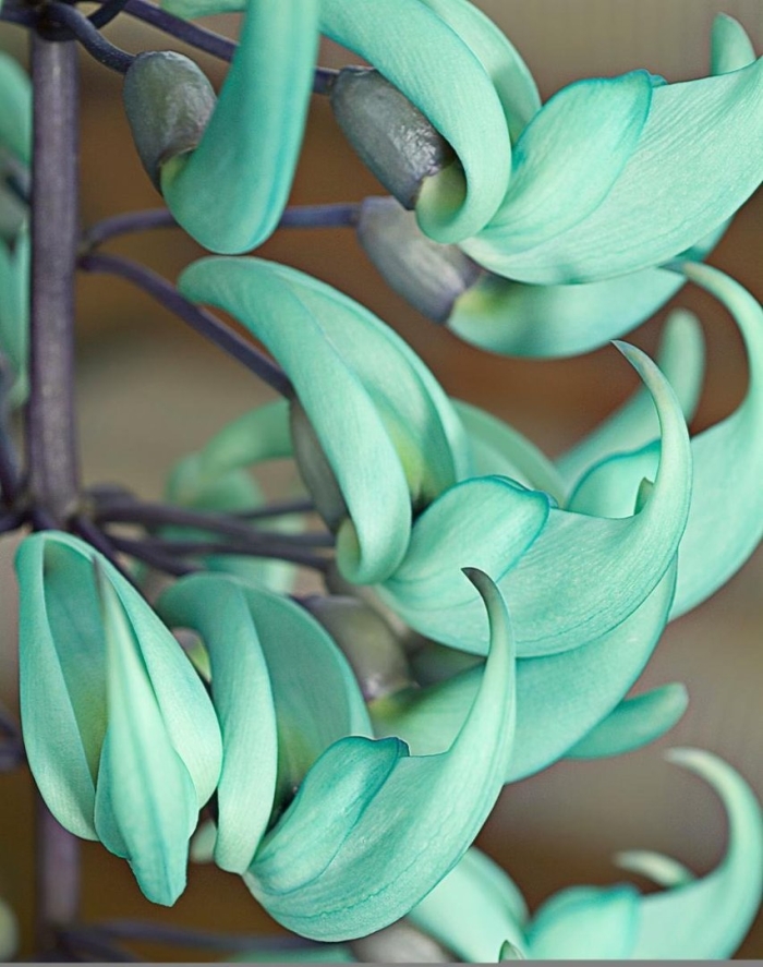 Стронгилодон нефритовая лоза