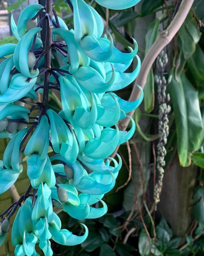 Нефритовая лиана