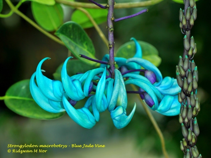 Стронгилодон крупнокистевой нефритовый цветок