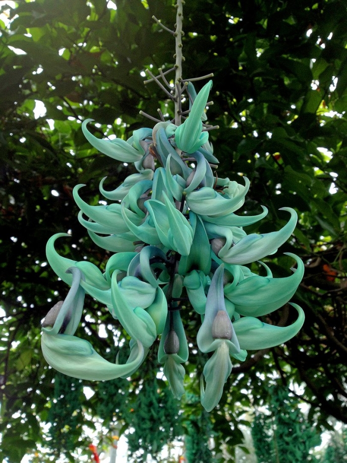 Стронгилодон крупнокистевой