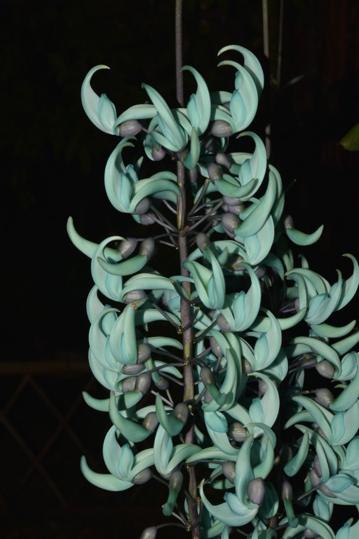 Стронгилодон нефритовая лиана