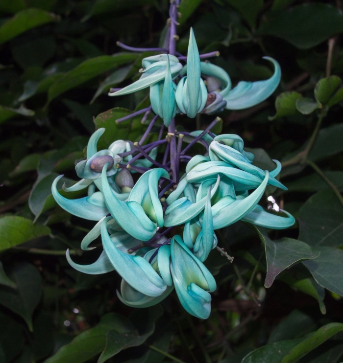 Strongylodon macrobotrys