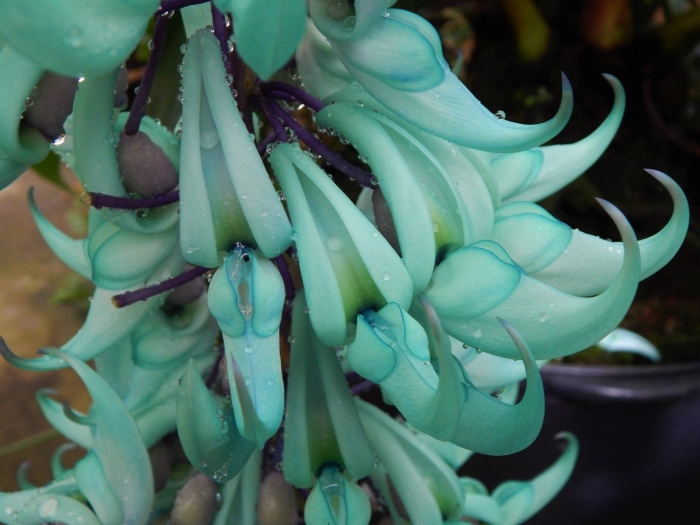 Стронгилодон нефритовая лоза