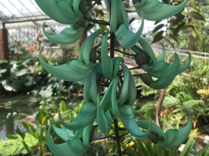 Стронгилодон крупнокистевой