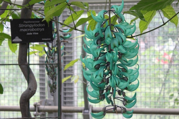 Стронгилодон крупнокистевой