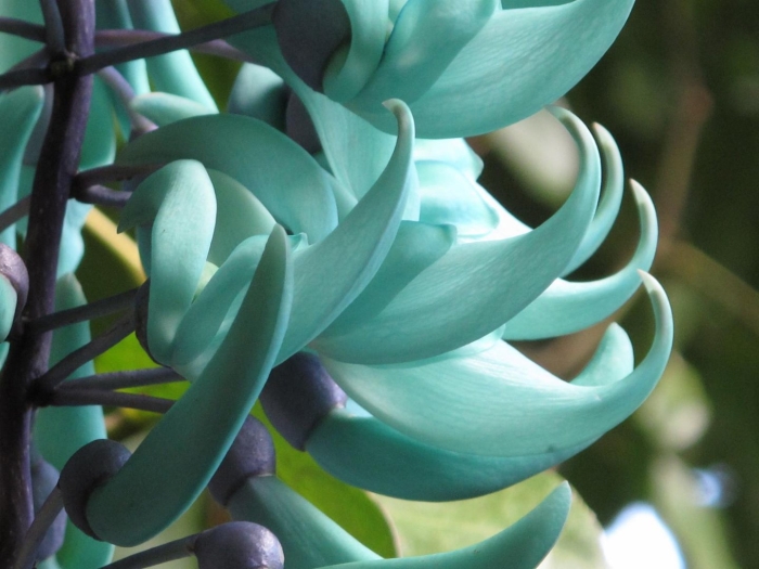 Стронгилодон нефритовая лоза