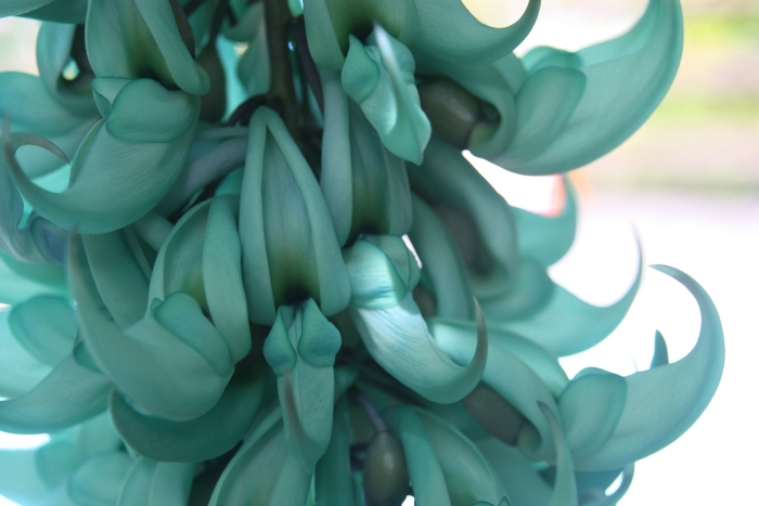 Нефритовый цветок