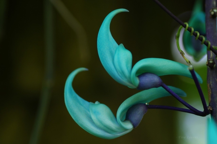 Нефритовая лоза цветок