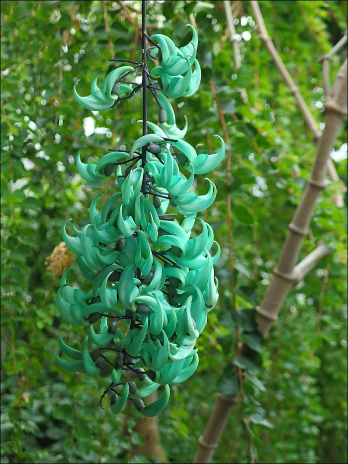 Стронгилодон нефритовая лиана