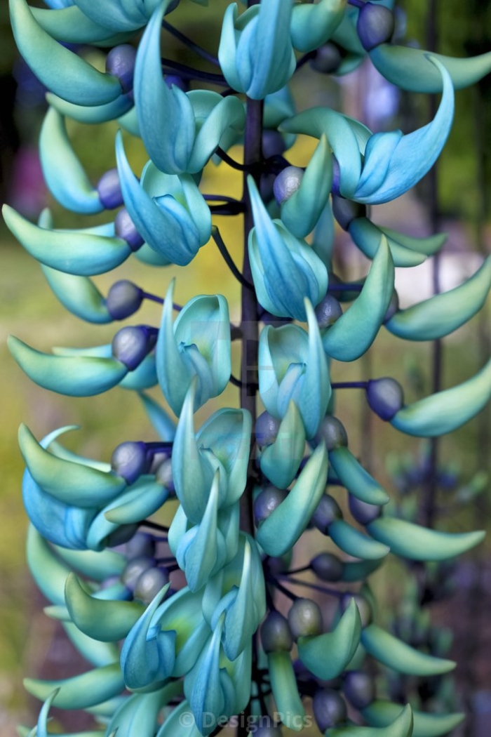 Стронгилодон крупнокистевой