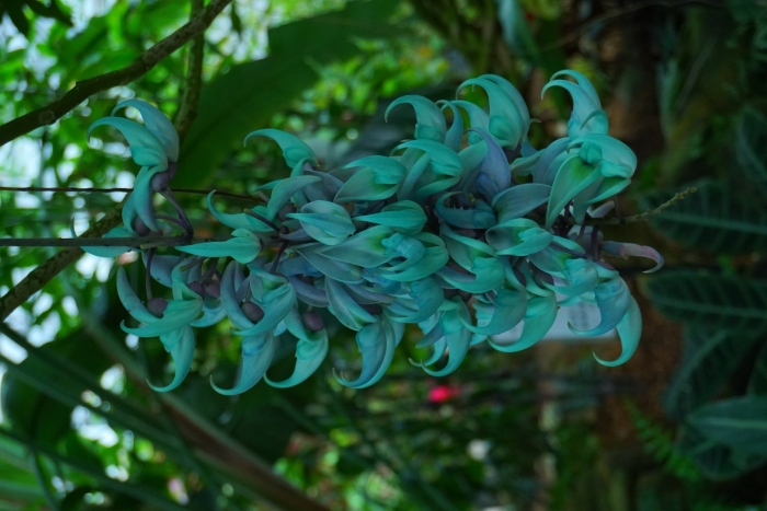 Стронгилодон нефритовая лиана