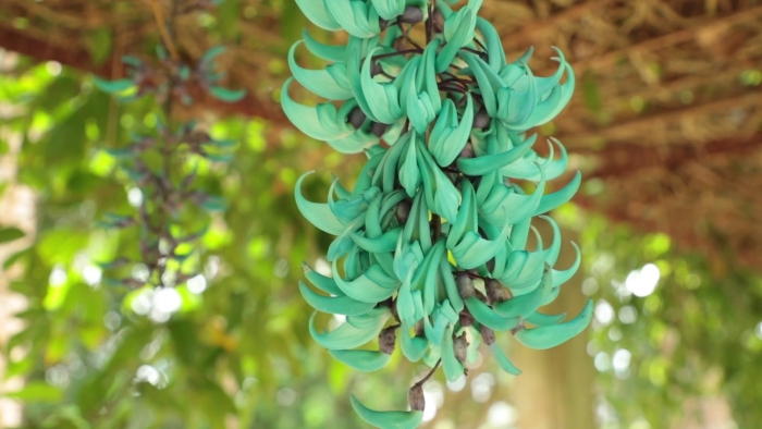 Стронгилодон нефритовая лиана