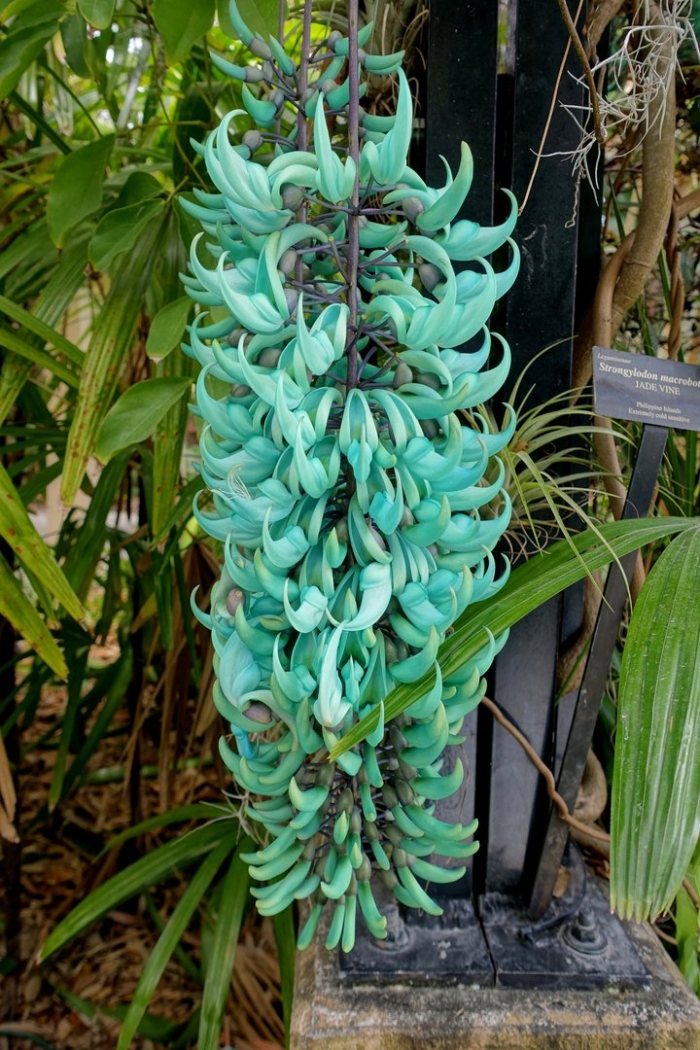 Стронгилодон нефритовая лиана