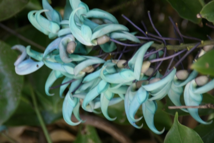 Стронгилодон нефритовая лиана