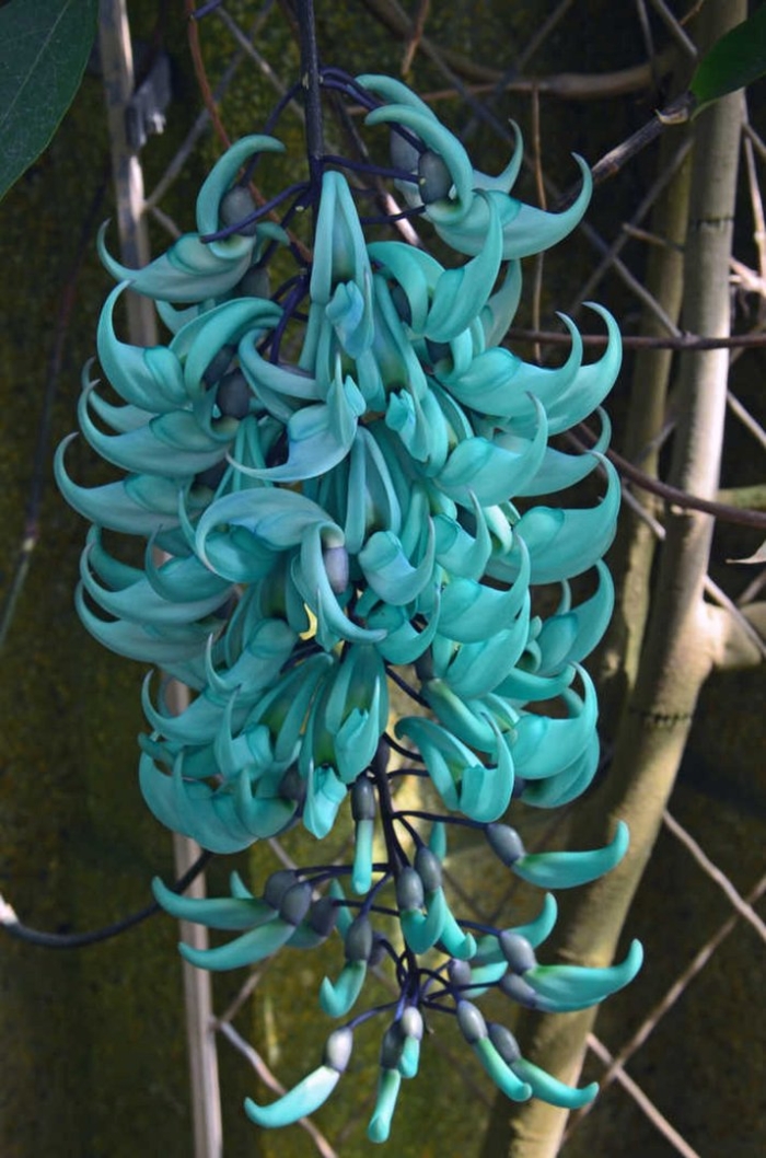 Стронгилодон нефритовая лиана