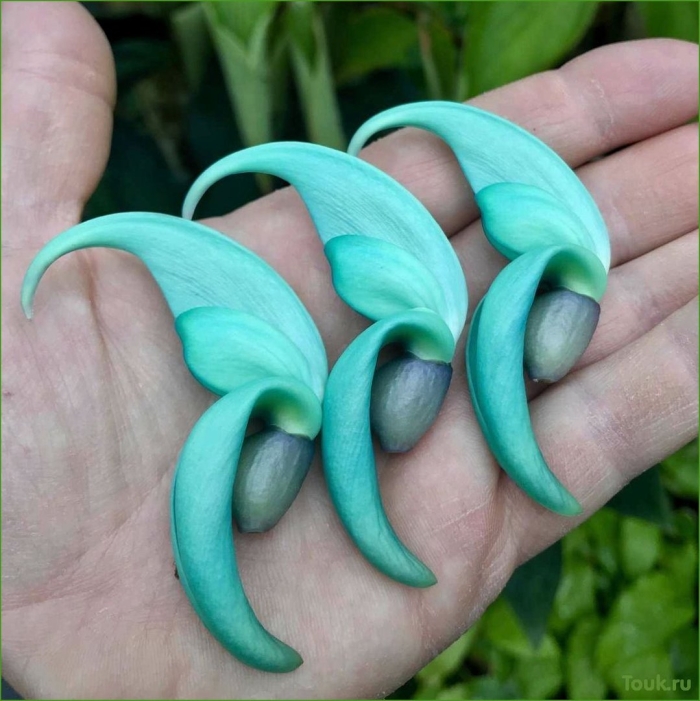 Стронгилодон крупнокистевой