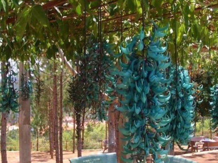 Нефритовая виноградная лоза (strongylodon macrobotrys)