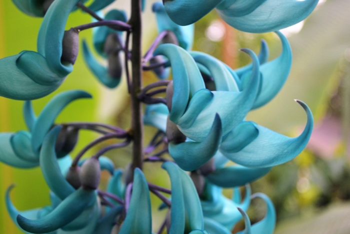 Стронгилодон нефритовая лиана