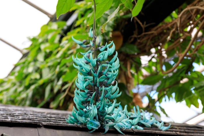 Стронгилодон нефритовая лиана