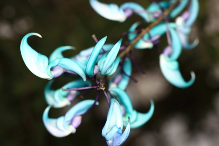 Стронгилодон нефритовая лиана