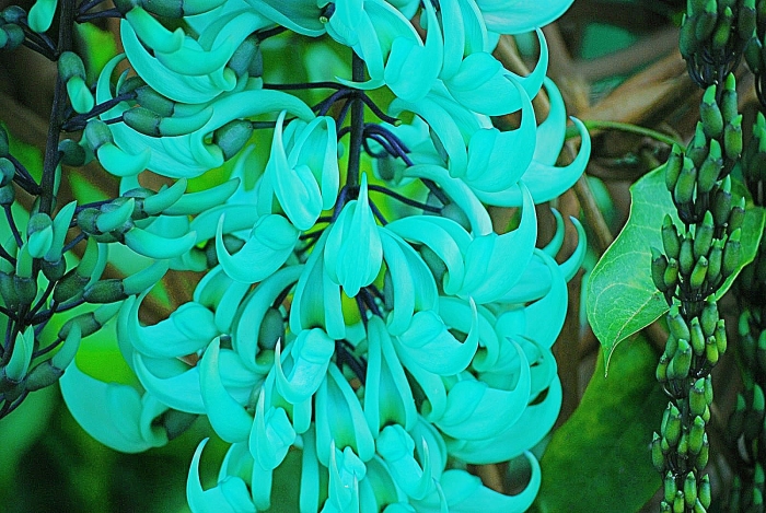 Стронгилодон нефритовая лиана