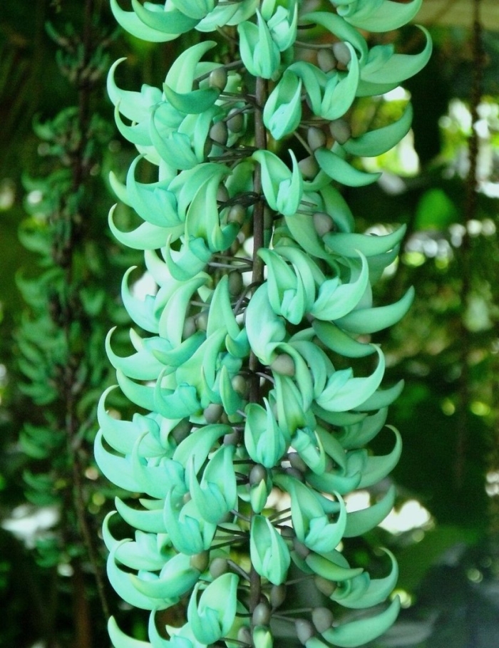 Стронгилодон нефритовая лиана