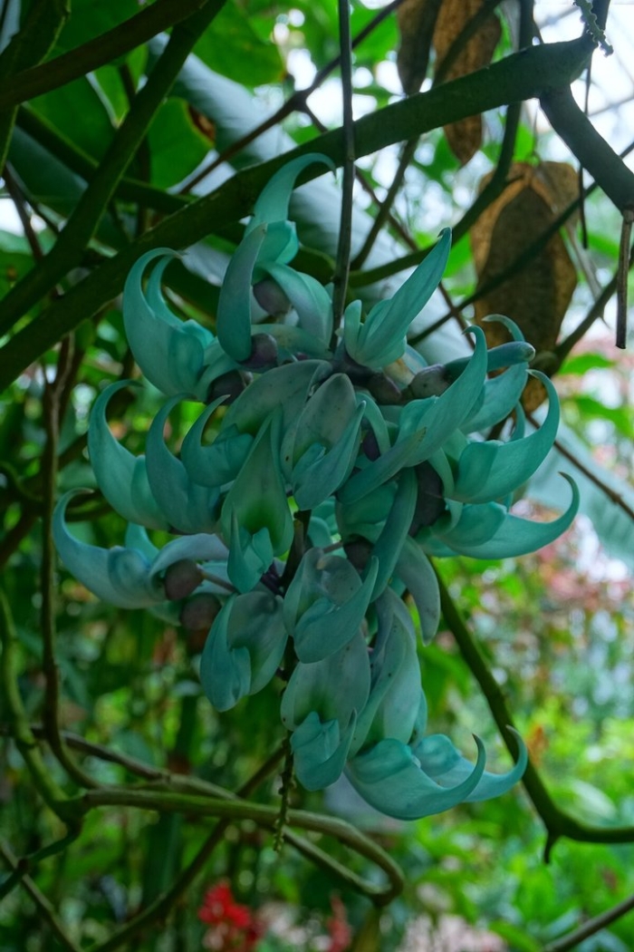 Стронгилодон нефритовая лиана