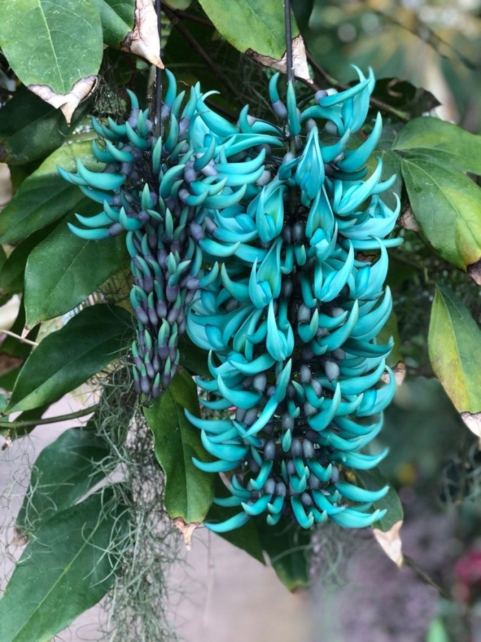 Стронгилодон крупнокистевой