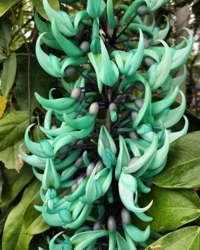 Стронгилодон нефритовая лиана