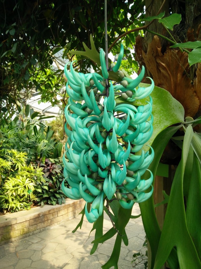 Стронгилодон нефритовая лиана