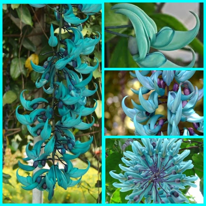 Стронгилодон нефритовая лиана