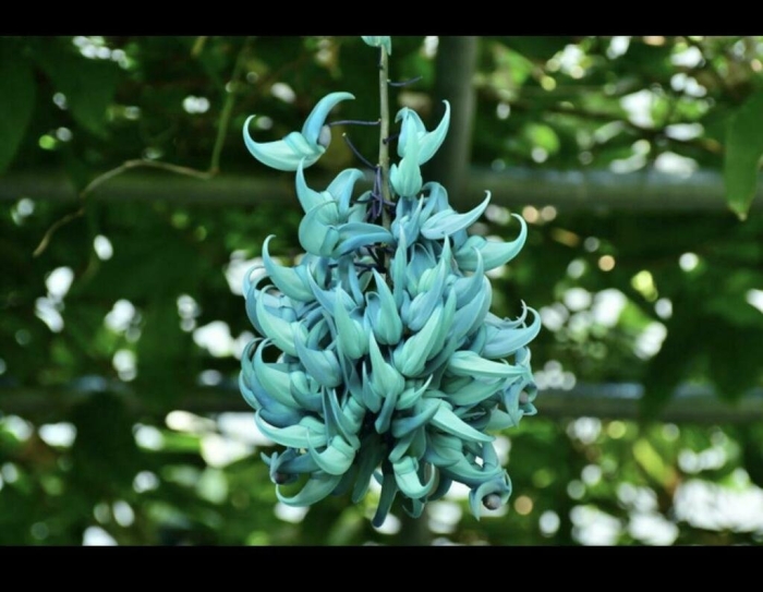 Стронгилодон крупнокистевой