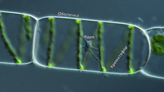 Конъюгация спирогиры под микроскопом