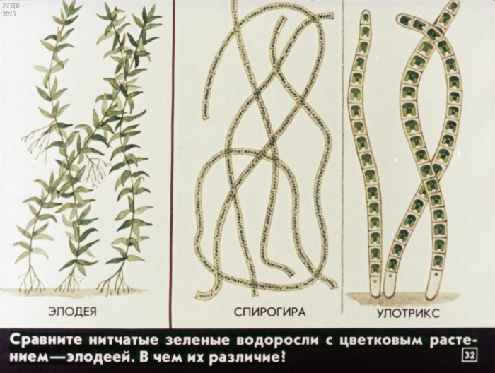 Спирогира и улотрикс