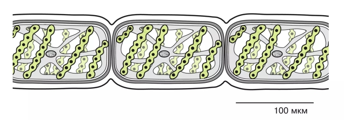 Спирогира строение клетки