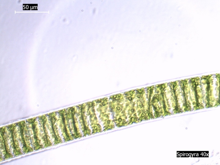 Нитчатая водоросль улотрикс