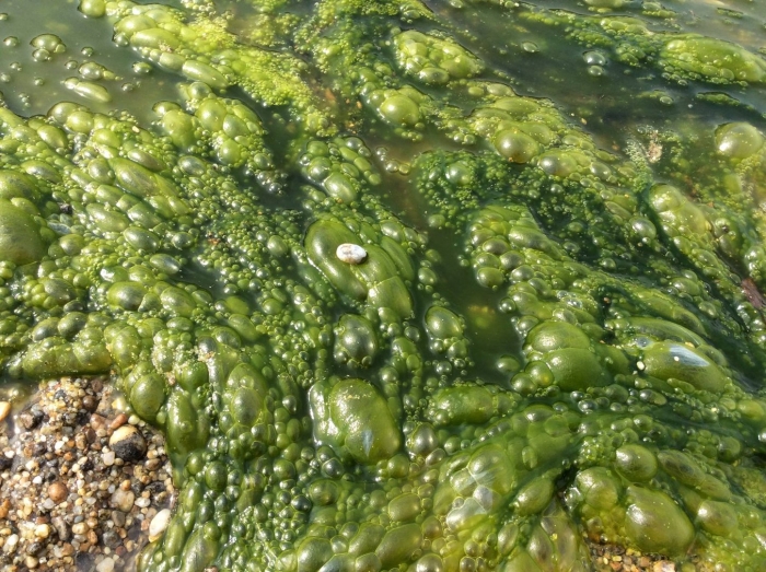 Blue green algae