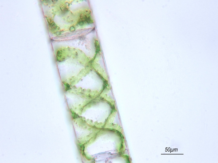 Водоросли спирогира