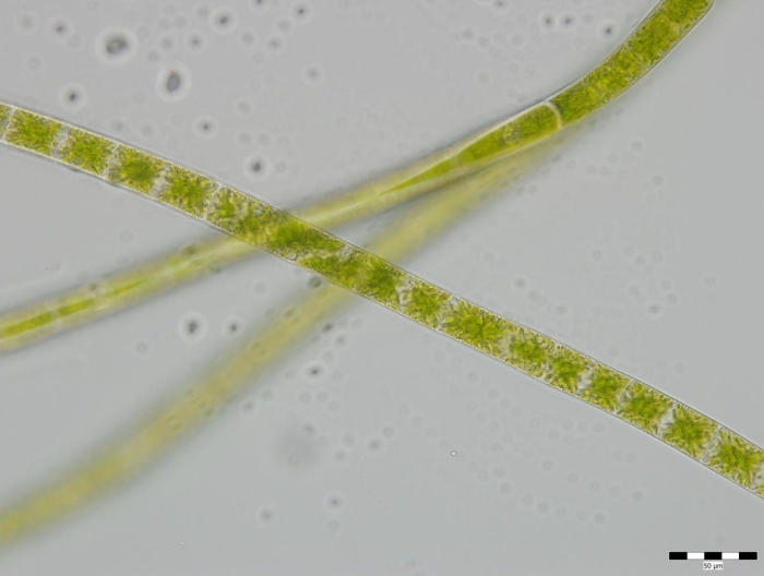 Нитчатая водоросль