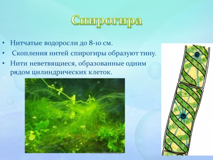 Спирогира зеленая нитчатая водоросль