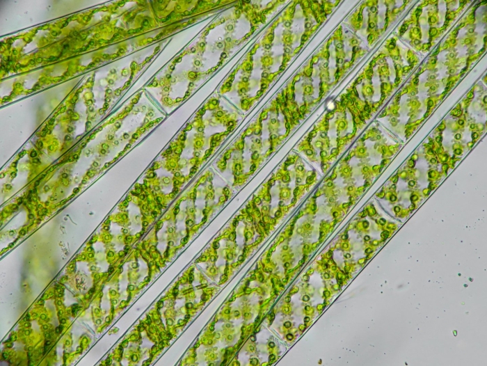 Зеленые водоросли под микроскопом